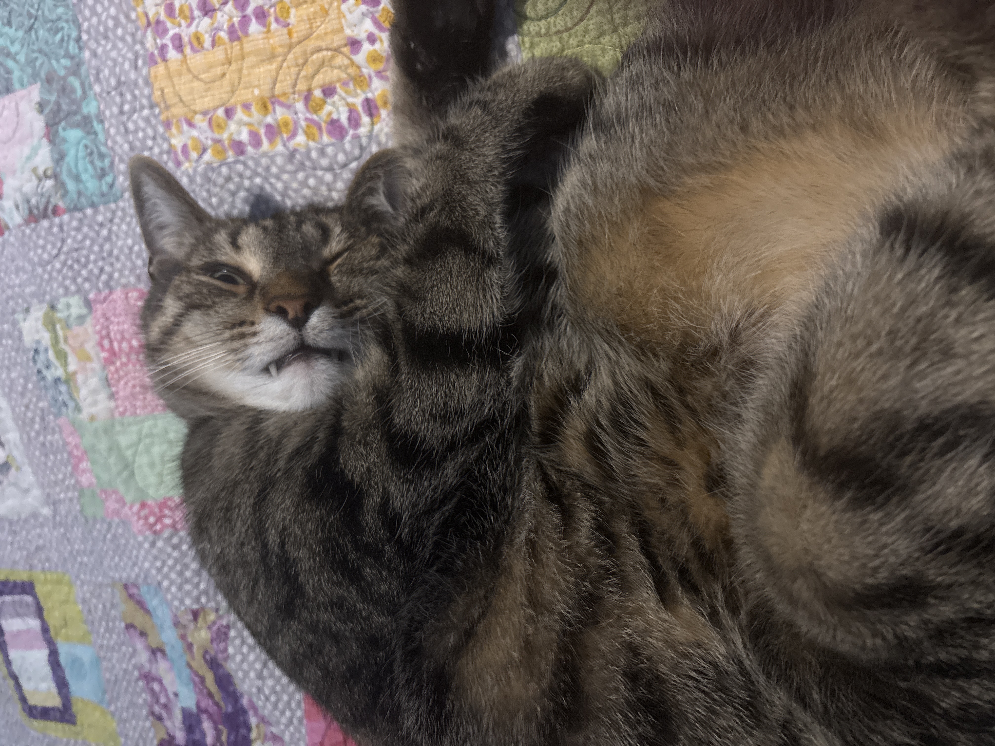 Bismuth is very happy