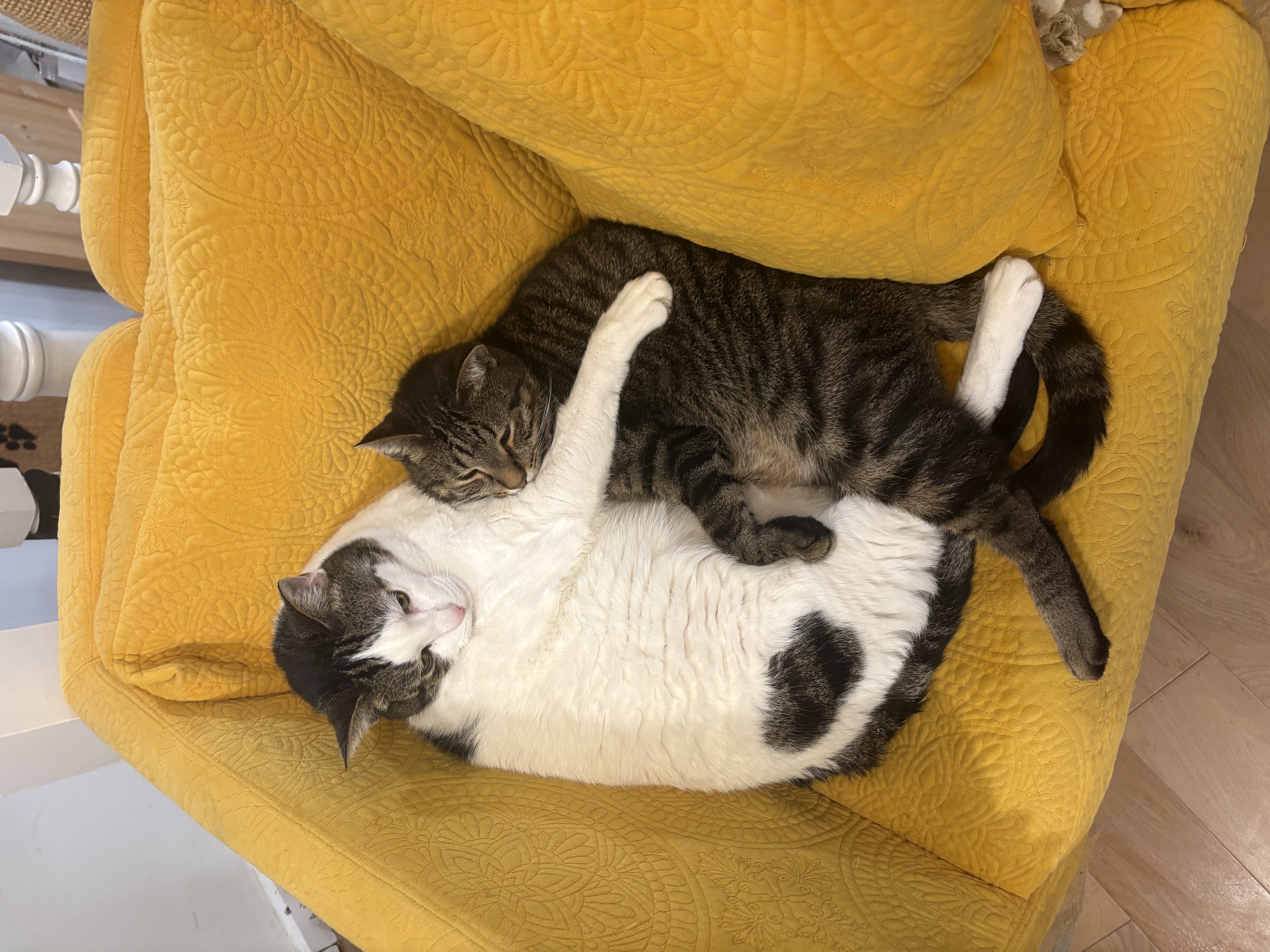 Bismuth and Jasper cuddling