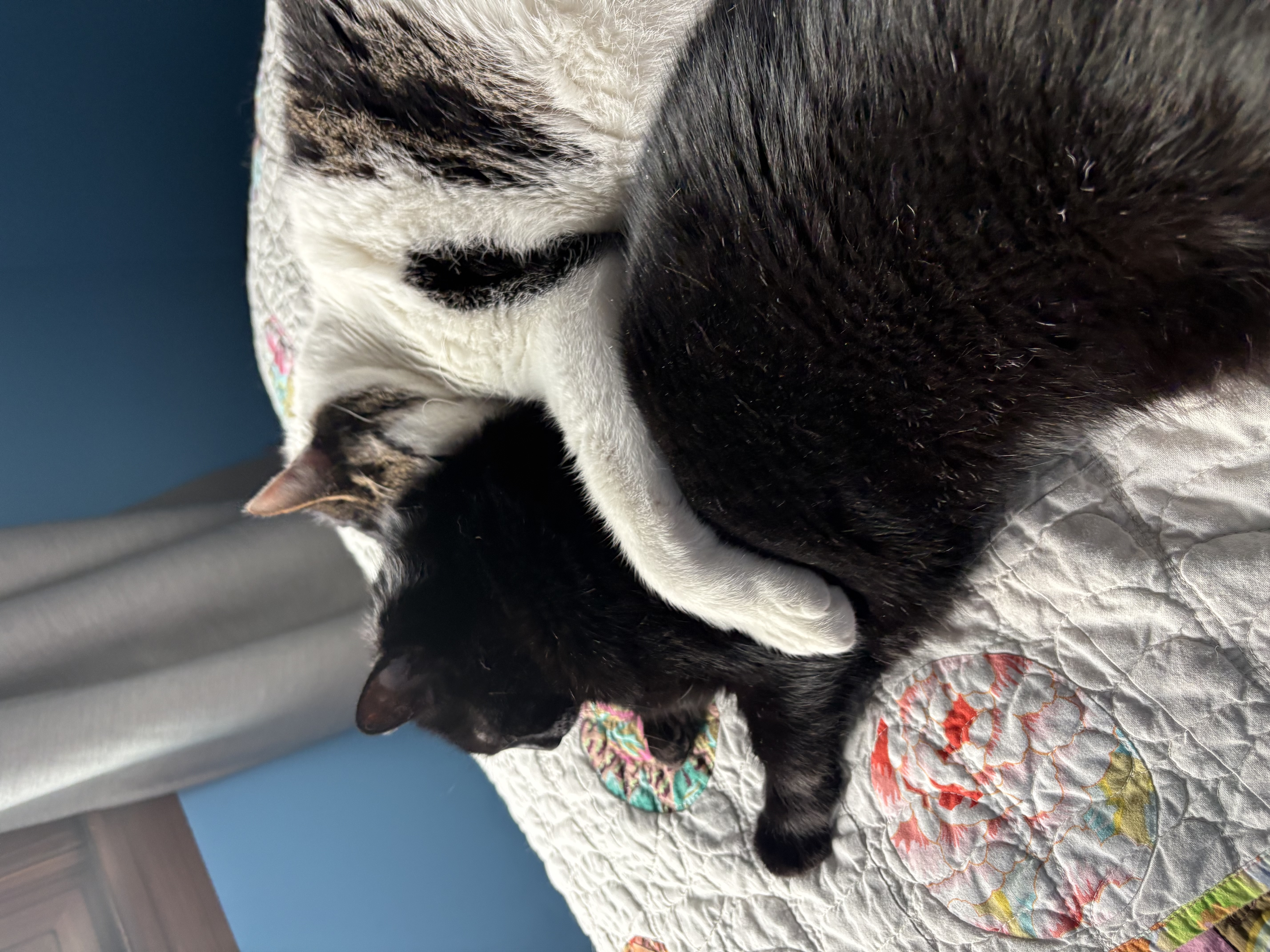 Luda and Jasper cuddling