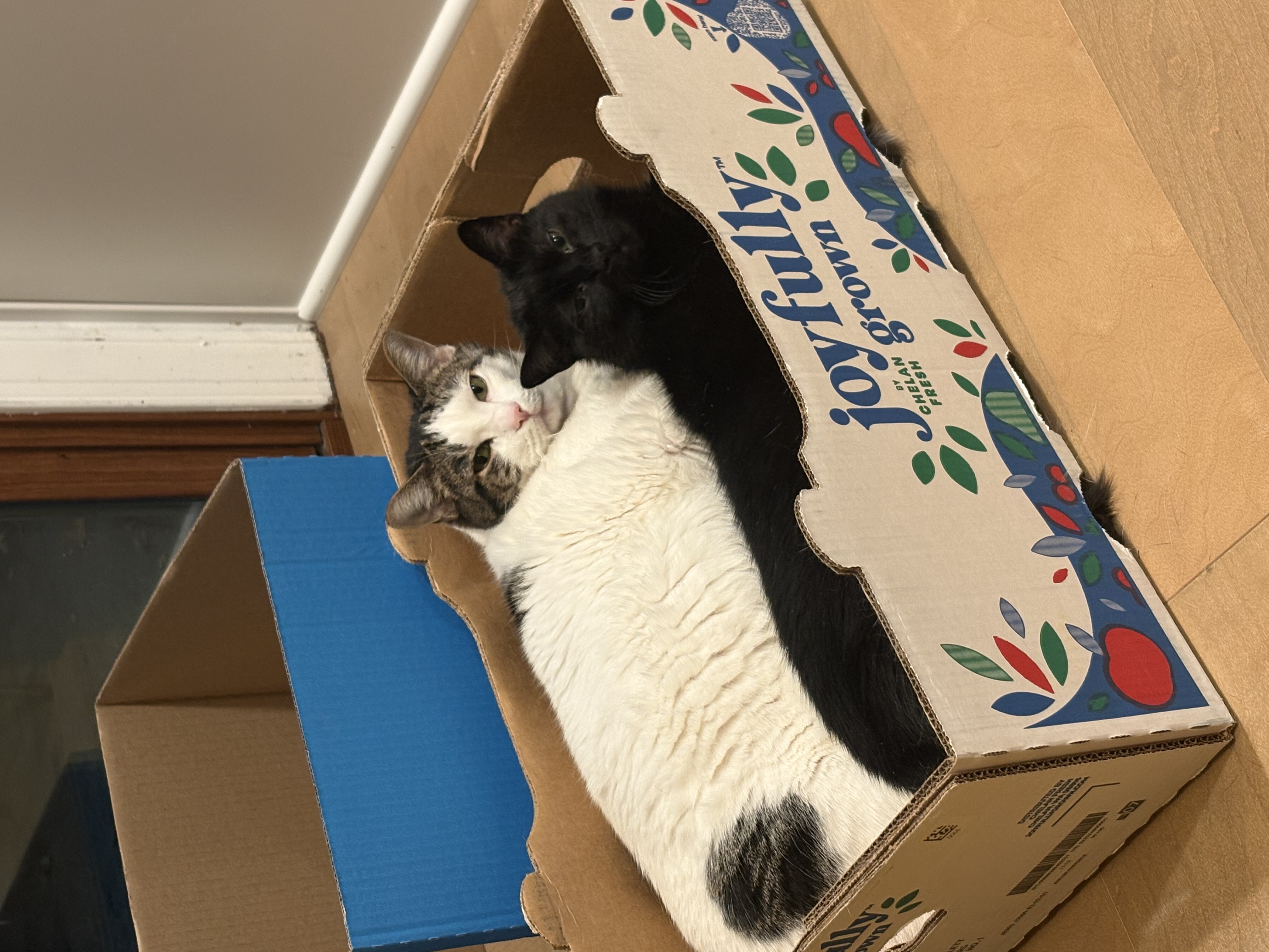Luda and Jasper cuddling in a box
