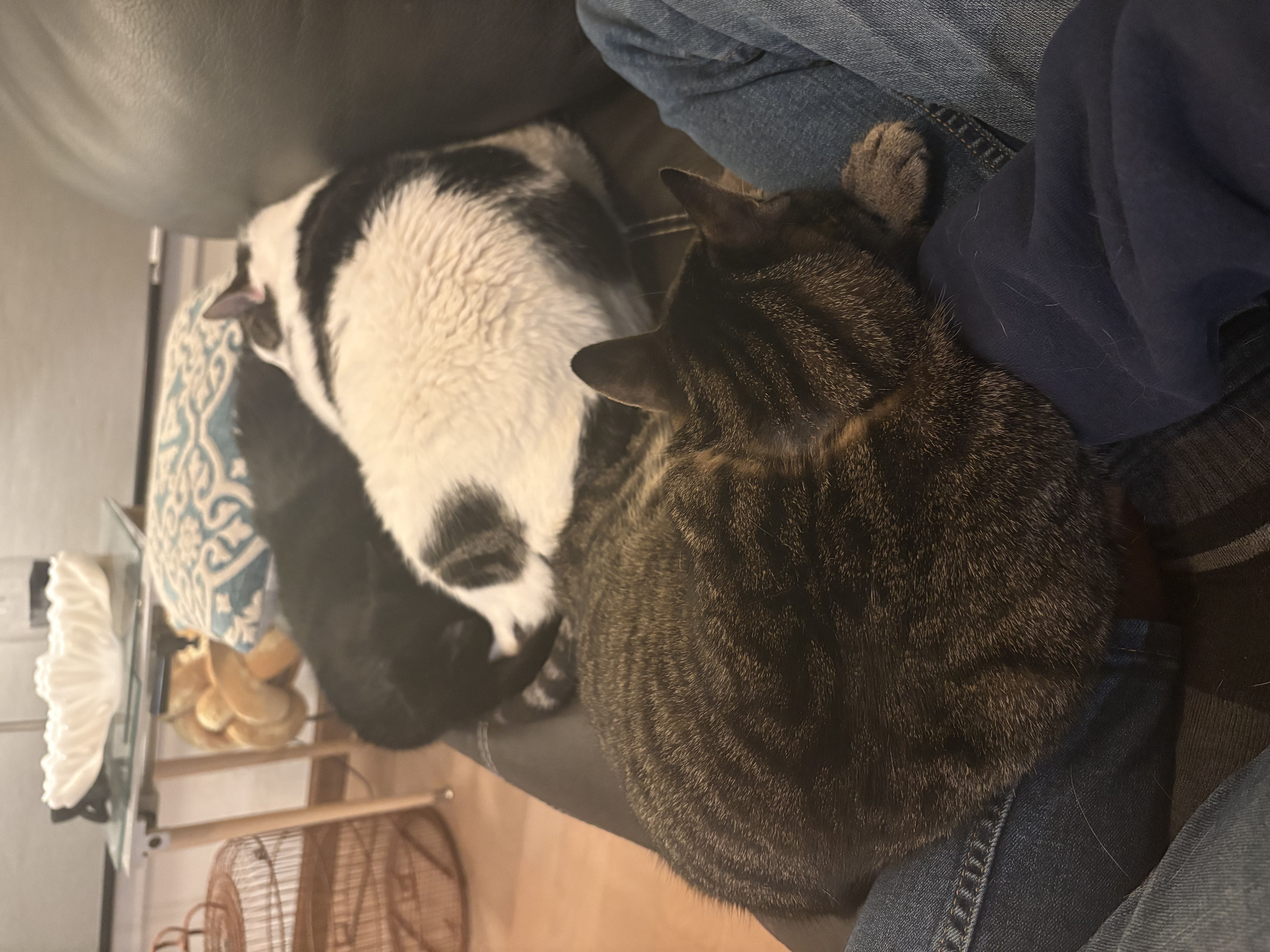 Luda, Jasper, and Bismuth cuddling on the couch with me