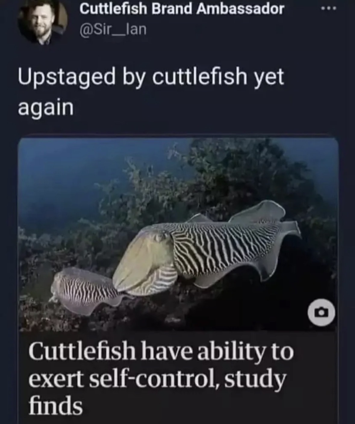 Cuttlefish have self-control